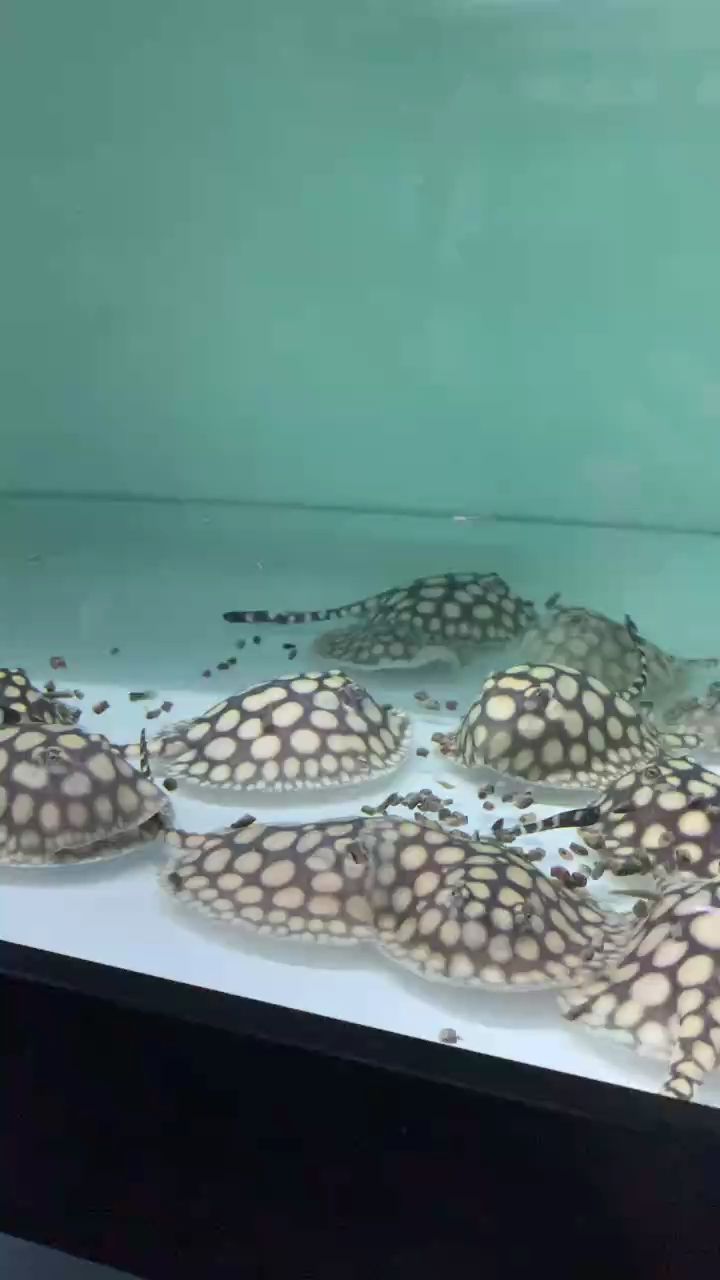 滿月魚這狀態還可以（yyi丫丫評論：“滿月”魚的狀態令人滿意，男神小魚滿月狀態）