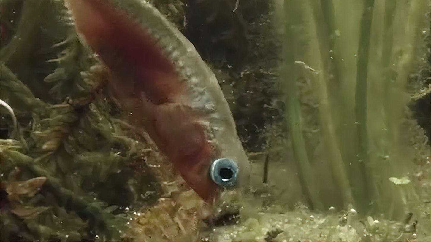 公魚和母魚在繁殖期有何不同（公魚和母魚在繁殖期的區(qū)別）