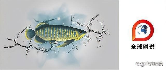金龍魚零售價受哪些因素影響