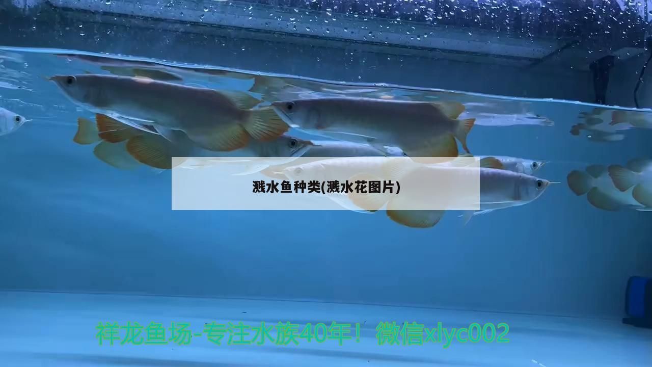 濺水魚種類(濺水花圖片)
