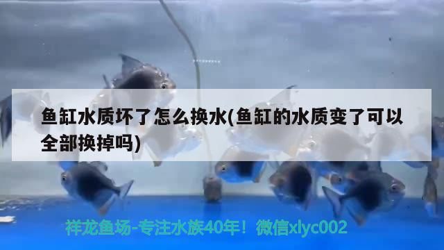 魚缸水質壞了怎么換水(魚缸的水質變了可以全部換掉嗎)
