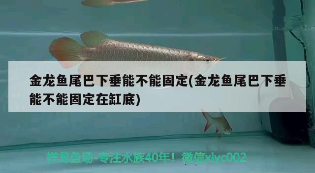 金龍魚尾巴下垂能不能固定(金龍魚尾巴下垂能不能固定在缸底)