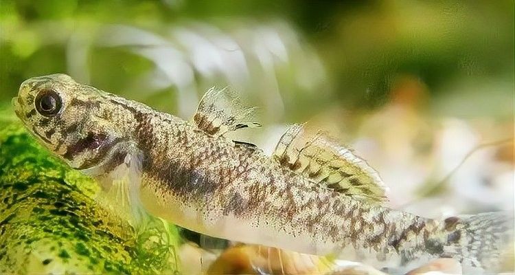 蝦虎魚在魚缸中如何繁殖？