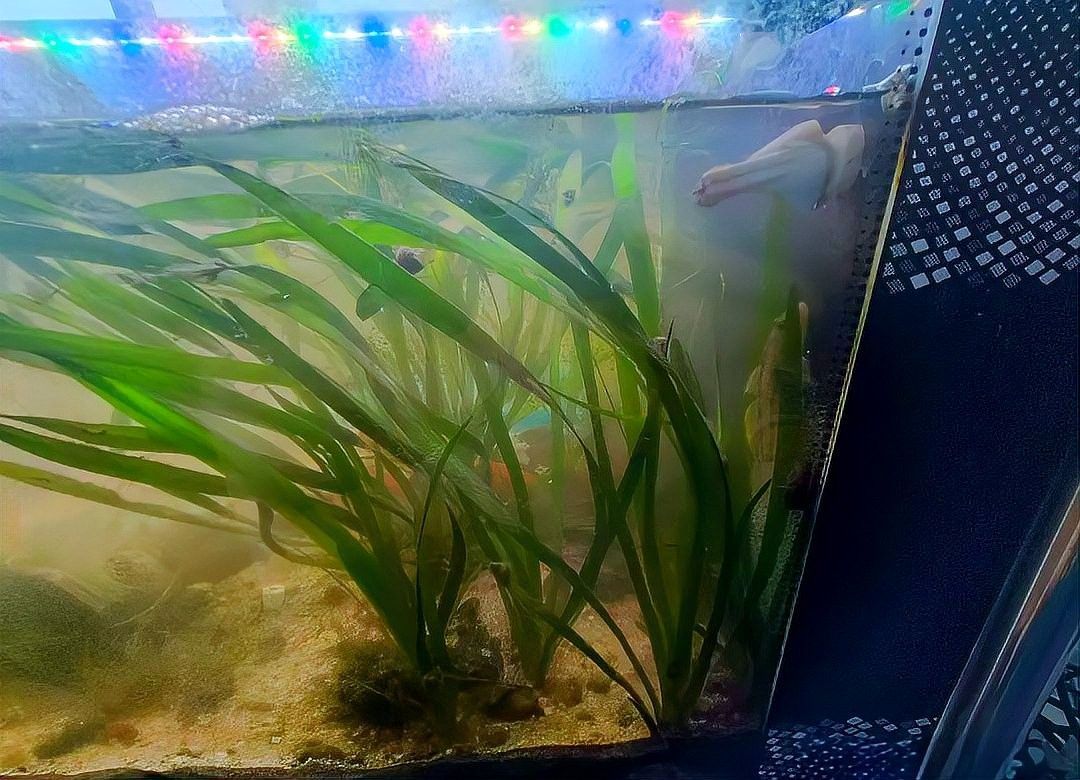 蝦虎魚在魚缸中如何繁殖？