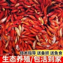 上海龍魚市場有哪些知名商家