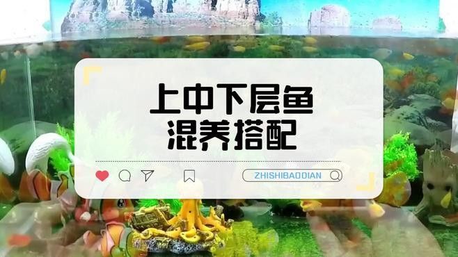 飛鳳魚和龍魚混養需要多大的魚缸？（鳳魚和龍魚混養需要較大的魚缸，飛鳳魚和龍魚混養需要多大水泵） 飛鳳魚和龍魚混養需要多大的魚缸？（鳳魚和龍魚混養需要較大的魚缸，飛鳳魚和龍魚混養需要多大水泵） 龍魚百科 第1張