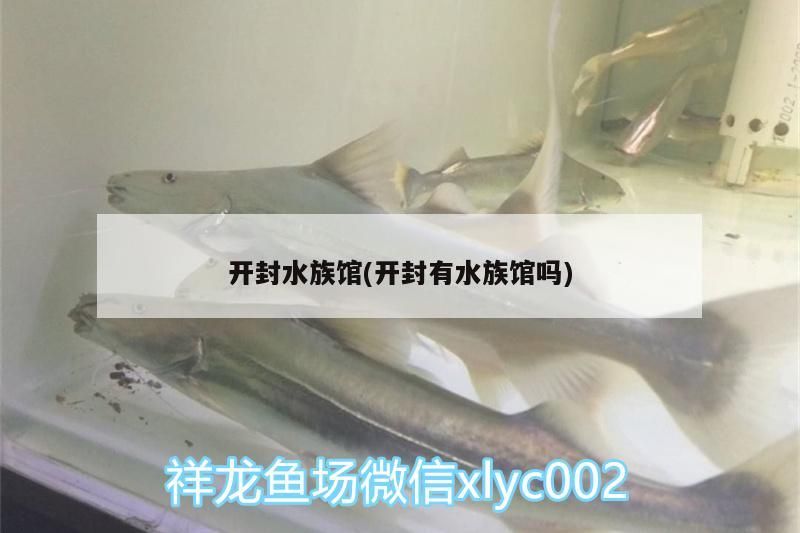開(kāi)封水族館(開(kāi)封有水族館嗎)