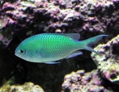 白化觀賞魚用什么燈比較好一點：白化觀賞魚的光照選擇 白化觀賞魚用什么燈比較好一點：白化觀賞魚的光照選擇 觀賞魚百科 第1張