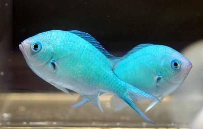 白化觀賞魚用什么燈比較好一點：白化觀賞魚的光照選擇 白化觀賞魚用什么燈比較好一點：白化觀賞魚的光照選擇 觀賞魚百科 第3張