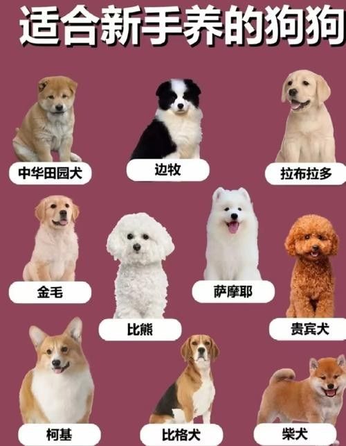 哪些混養方案最適合新手 龍魚百科 第1張 哪些混養方案最適合新手 哪些混養方案最適合新手 龍魚百科 第1張