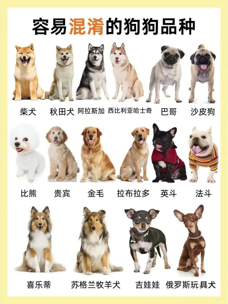 哪些混養方案最適合新手 龍魚百科 第2張 哪些混養方案最適合新手 哪些混養方案最適合新手 龍魚百科 第2張