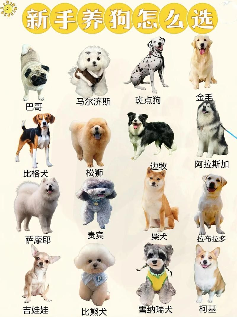 哪些混養方案最適合新手 龍魚百科 第5張 哪些混養方案最適合新手 哪些混養方案最適合新手 龍魚百科 第5張