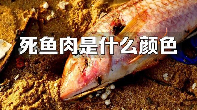如何判斷死魚是否新鮮（()百度教育小明的死魚是否新鮮的最佳方法）