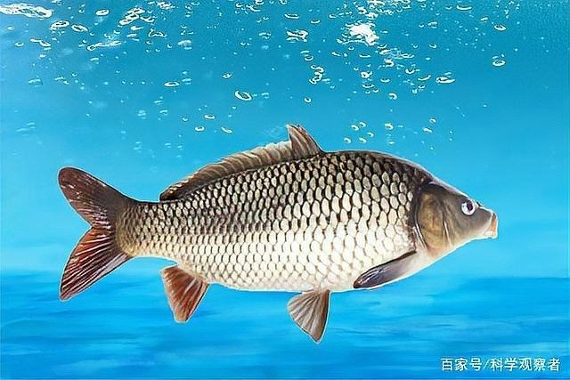 如何判斷死魚是否新鮮（()百度教育小明的死魚是否新鮮的最佳方法）