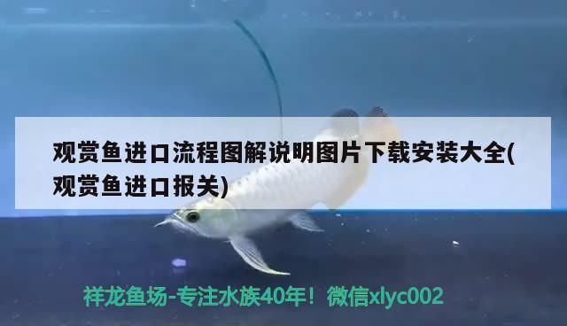 觀賞魚進口流程圖解說明圖片下載安裝大全(觀賞魚進口報關)