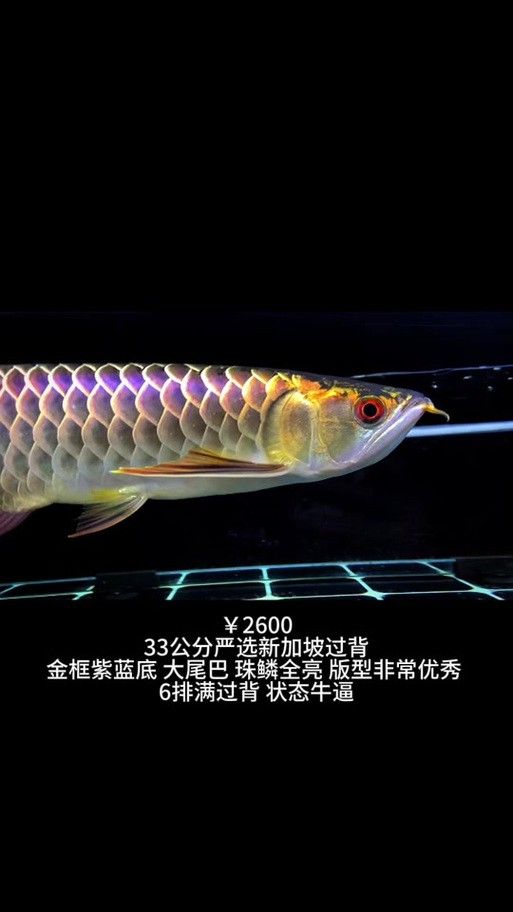 白色龍魚有哪些品種？