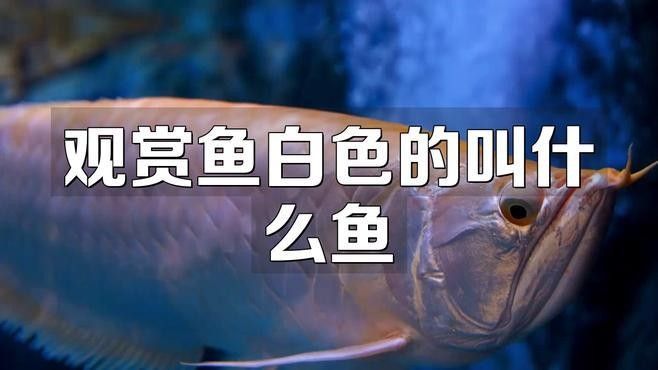 白色龍魚有哪些品種？