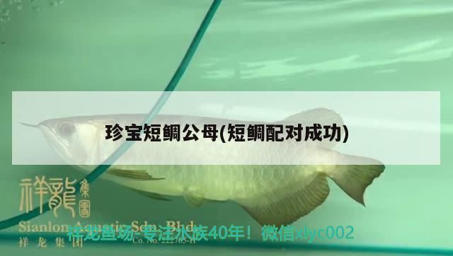 珍寶短鯛公母(短鯛配對成功)