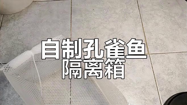 如何為混養魚缸設置隔離網？（養魚缸隔離網設置是確保魚類健康和魚缸美觀的關鍵步驟） 如何為混養魚缸設置隔離網？（養魚缸隔離網設置是確保魚類健康和魚缸美觀的關鍵步驟） 龍魚百科 第1張