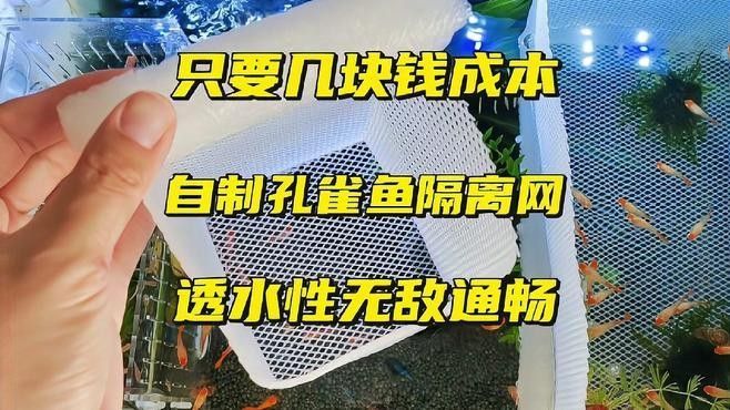 如何為混養魚缸設置隔離網？（養魚缸隔離網設置是確保魚類健康和魚缸美觀的關鍵步驟） 如何為混養魚缸設置隔離網？（養魚缸隔離網設置是確保魚類健康和魚缸美觀的關鍵步驟） 龍魚百科 第2張
