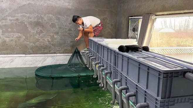 如何為混養魚缸設置隔離網？（養魚缸隔離網設置是確保魚類健康和魚缸美觀的關鍵步驟） 如何為混養魚缸設置隔離網？（養魚缸隔離網設置是確保魚類健康和魚缸美觀的關鍵步驟） 龍魚百科 第3張