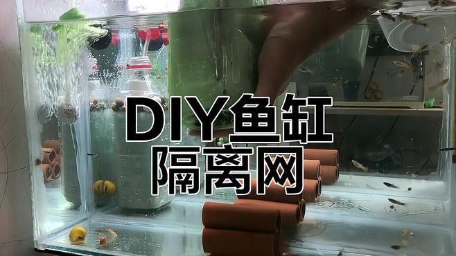 如何為混養魚缸設置隔離網？（養魚缸隔離網設置是確保魚類健康和魚缸美觀的關鍵步驟） 如何為混養魚缸設置隔離網？（養魚缸隔離網設置是確保魚類健康和魚缸美觀的關鍵步驟） 龍魚百科 第4張