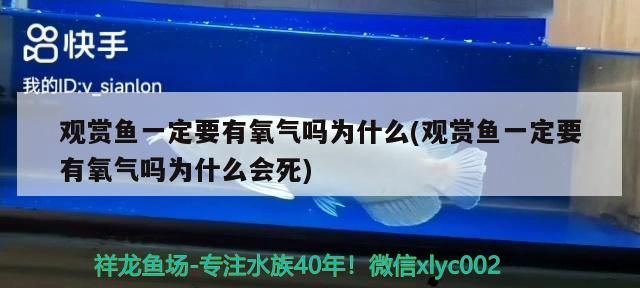 觀賞魚一定要有氧氣嗎為什么(觀賞魚一定要有氧氣嗎為什么會死)
