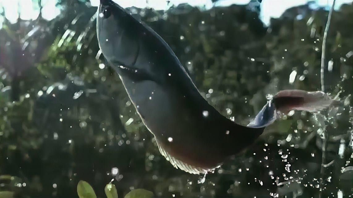 龍魚有哪些獨特的行為習(xí)性（銀龍魚行為習(xí)性的摘要：龍魚行為習(xí)性的摘要：社交性）