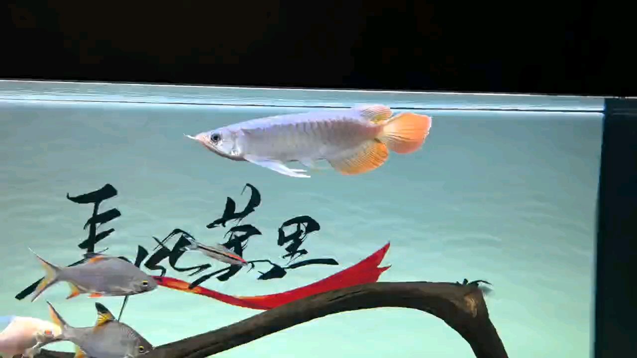 剛入手一條紅龍，品相怎樣（剛入手一條紅龍，品相怎樣，我有幸從一位資深收藏家那里獲得了一條珍貴的紅龍）