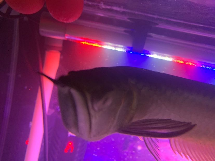 老板們龍魚蒙眼了（老板們龍魚蒙眼了，本文探討了在現代企業管理中面臨的一個常見挑戰）
