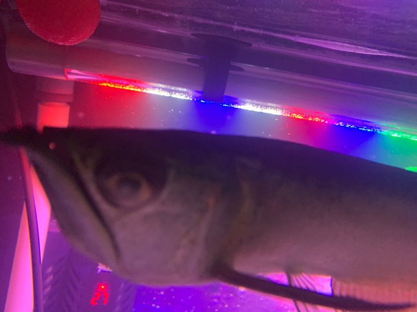 老板們龍魚蒙眼了（老板們龍魚蒙眼了，本文探討了在現代企業管理中面臨的一個常見挑戰）