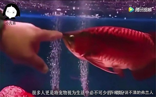 金龍魚美容的價格范圍是多少（金龍魚美容價格因地區、服務內容和品相差異較大） 金龍魚美容的價格范圍是多少（金龍魚美容價格因地區、服務內容和品相差異較大） 龍魚百科 第1張