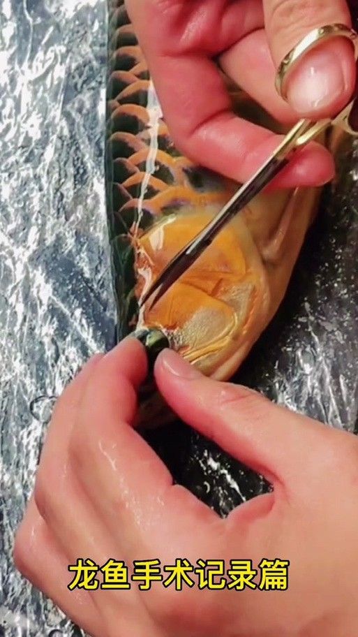 紅龍魚掉眼怎么辦？（龍魚掉眼怎么辦）