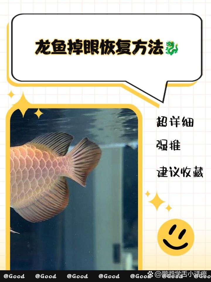 紅龍魚掉眼怎么辦？（龍魚掉眼怎么辦）