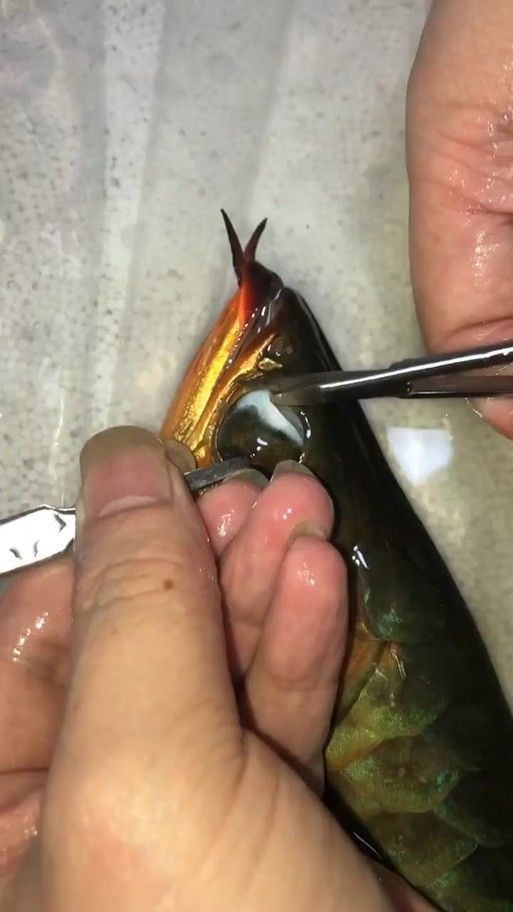 紅龍魚掉眼怎么辦？（龍魚掉眼怎么辦）