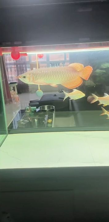 我的虎魚真菌感染了要怎么處理 發色了(發色了,本文探討了發色變化對個人形象和心理狀態的影響) 龍魚論壇 發色了(發色了,本文探討了發色變化對個人形象和心理狀態的影響) 發色了(發色了,本文探討了發色變化對個人形象和心理狀態的影響) 龍魚論壇