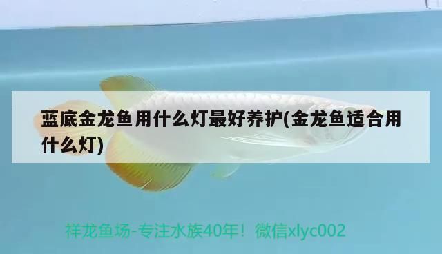 藍底金龍魚用什么燈最好養護(金龍魚適合用什么燈)