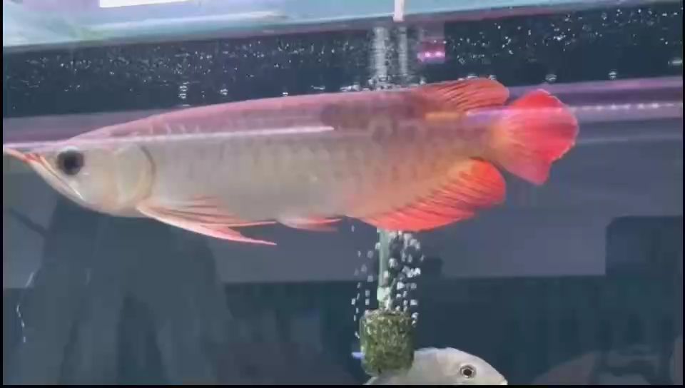 入手一條龍魚，魚友們看看有培養(yǎng)前途嗎？（入手一條龍魚，魚友們看看有培養(yǎng)前途嗎）