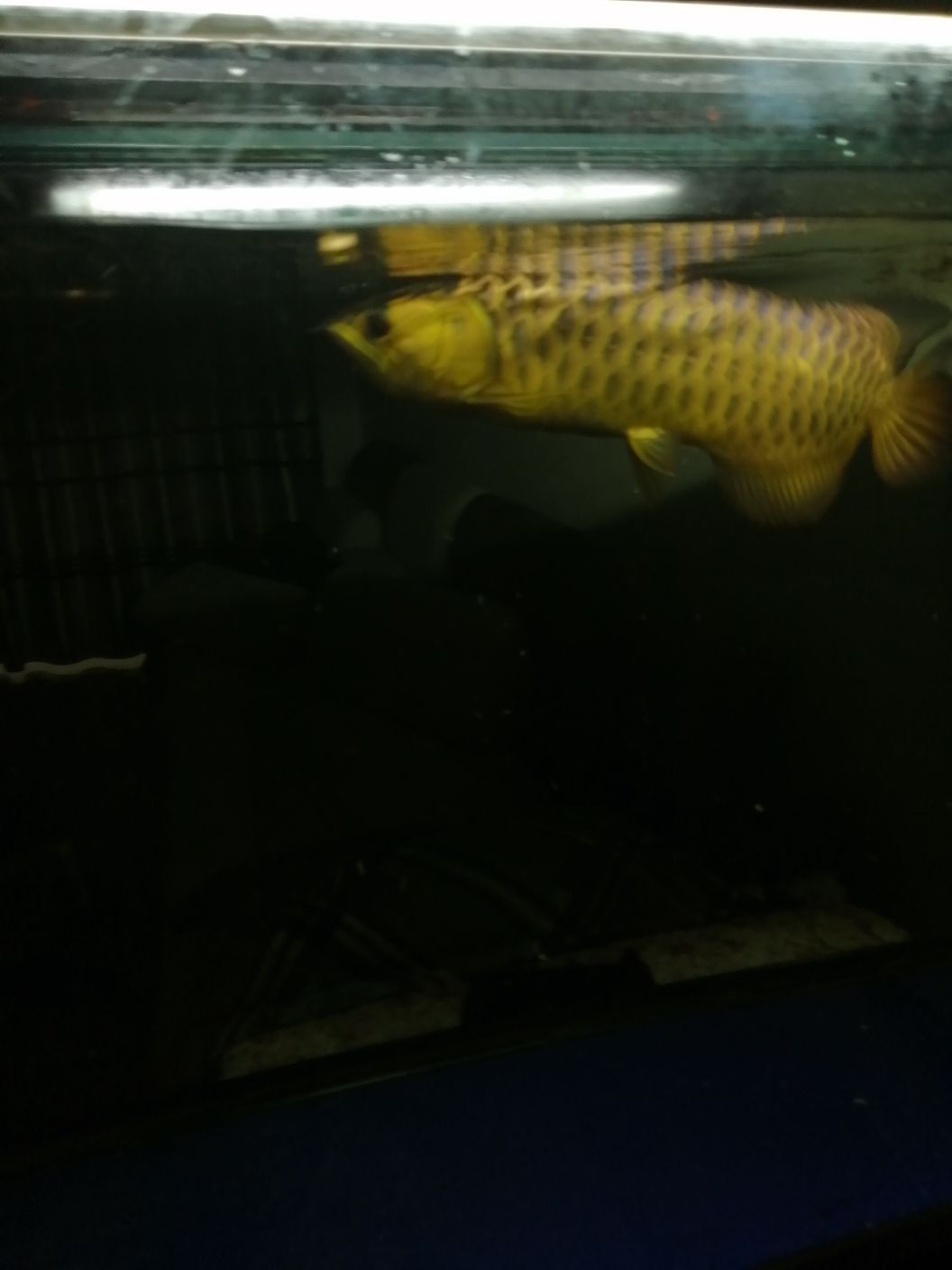 祥龍的魚（祥龍的魚品質沒得說高大上）