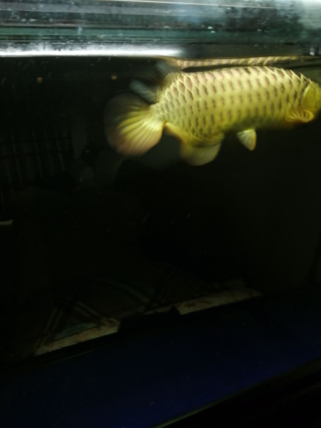 祥龍的魚（祥龍的魚品質沒得說高大上）