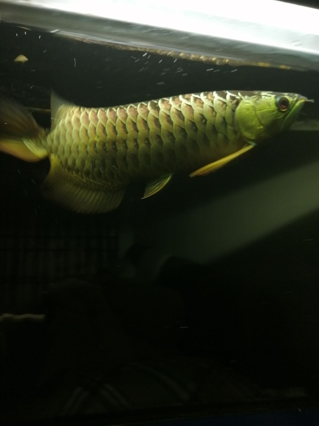 祥龍的魚（祥龍的魚品質沒得說高大上）