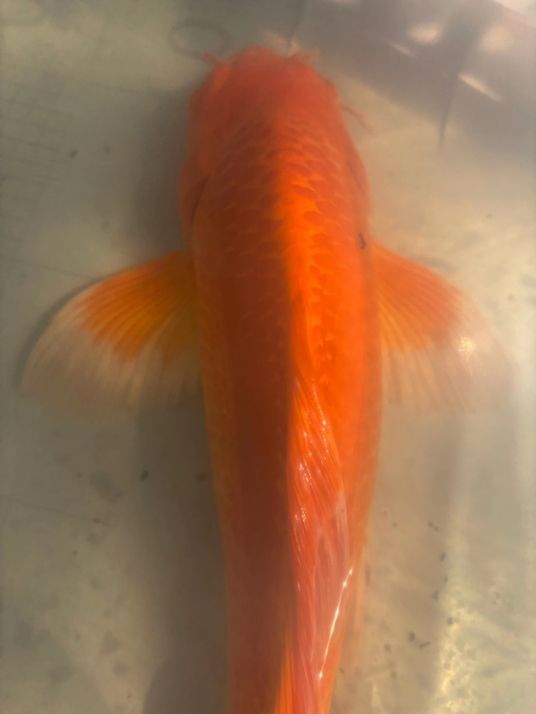 喜歡這么大的紅蝴蝶么？（大鰭大尾的好看的紅蝴蝶鯉） 喜歡這么大的紅蝴蝶么？（大鰭大尾的好看的紅蝴蝶鯉） 龍魚論壇 第2張