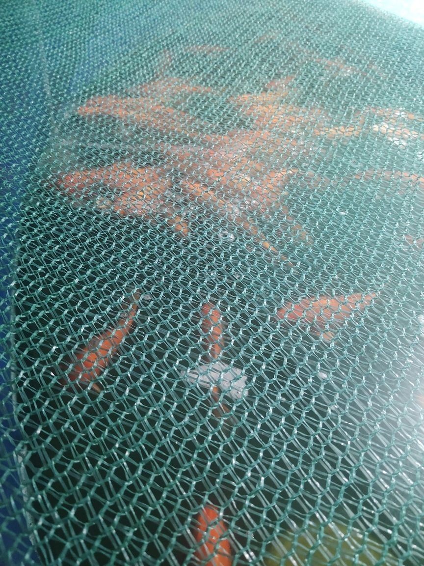 喜歡這么大的紅蝴蝶么？（大鰭大尾的好看的紅蝴蝶鯉） 喜歡這么大的紅蝴蝶么？（大鰭大尾的好看的紅蝴蝶鯉） 龍魚論壇 第3張