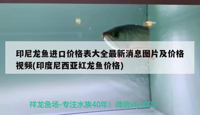 印尼龍魚進口價格表大全最新消息圖片及價格視頻(印度尼西亞紅龍魚價格)