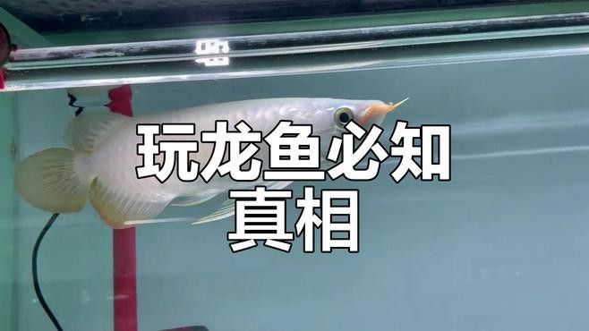 龍魚和虎魚打架時，誰更容易受傷 龍魚和虎魚打架時，誰更容易受傷 龍魚百科 第2張