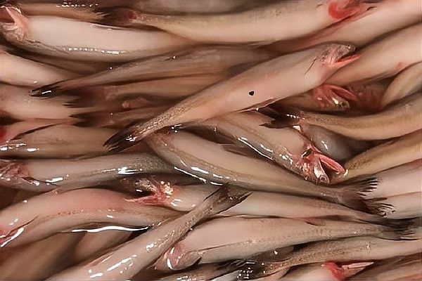 龍頭魚的價格未來會上漲嗎？