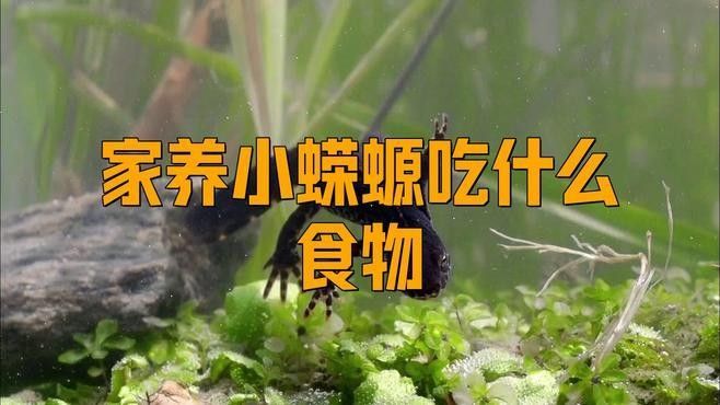 火龍魚蠑螈多久喂一次食（小火龍蠑螈怎么養） 火龍魚蠑螈多久喂一次食（小火龍蠑螈怎么養） 龍魚百科 第1張
