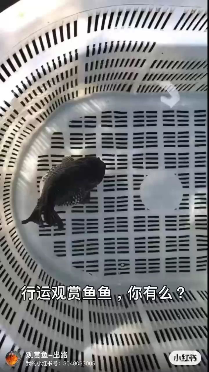魚缸用增氧泵價格是多少:魚缸增氧機-xtrac增氧機-xtrac增氧機 行運觀賞魚(行運觀賞魚養殖與養護) 龍魚論壇 行運觀賞魚(行運觀賞魚養殖與養護) 行運觀賞魚(行運觀賞魚養殖與養護) 龍魚論壇