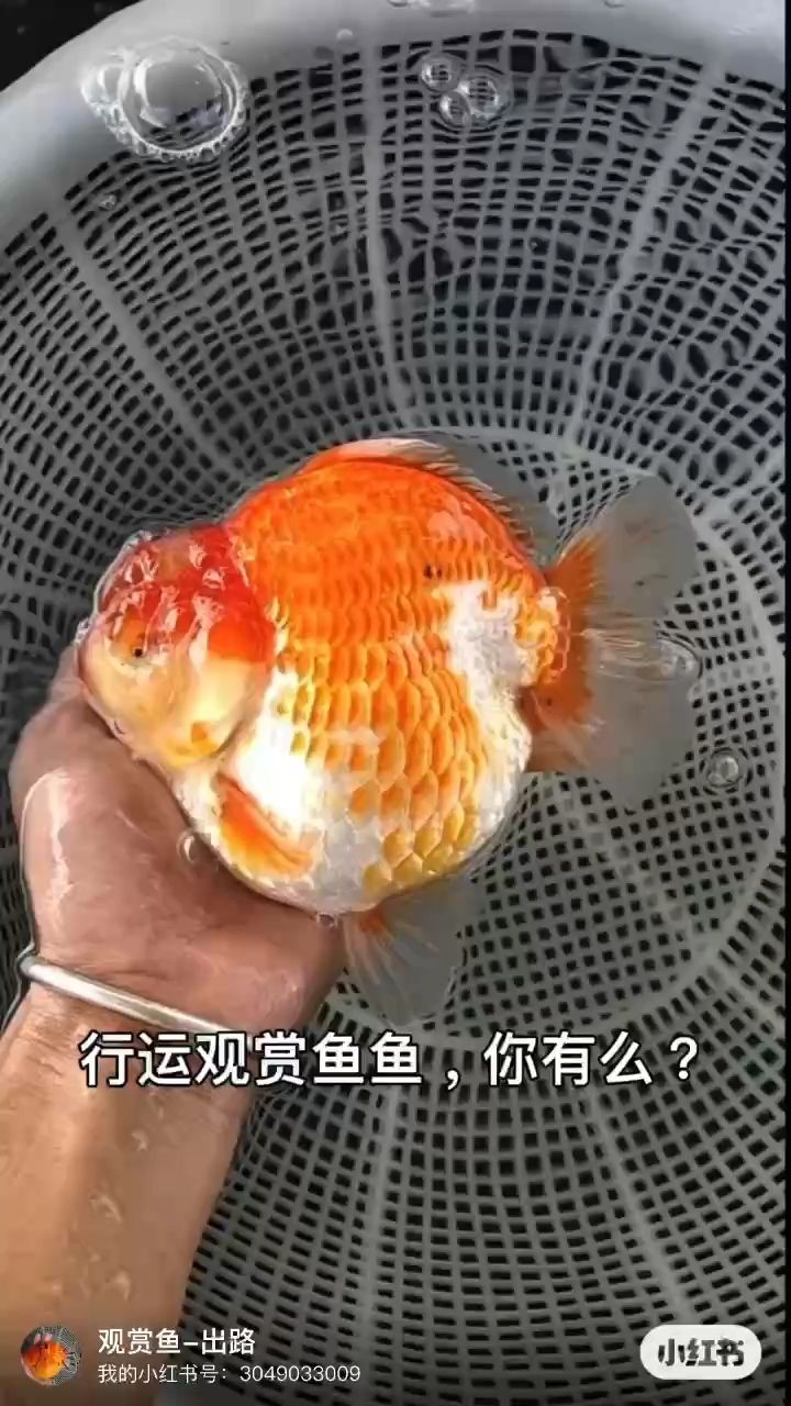 行運觀賞魚（行運觀賞魚的飼養(yǎng)管理）