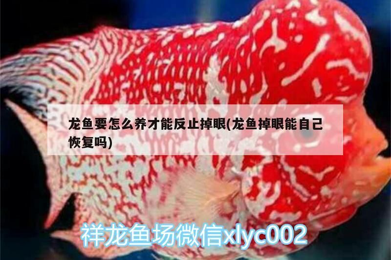 龍魚要怎么養才能反止掉眼(龍魚掉眼能自己恢復嗎) 龍魚要怎么養才能反止掉眼(龍魚掉眼能自己恢復嗎) 觀賞魚百科